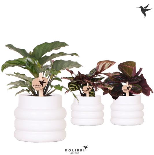 Calathea mix 24cm 9cm Pot