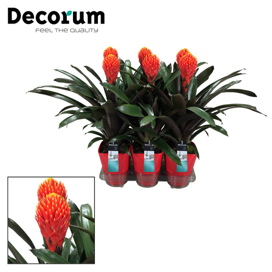guzmania-tala-45cm-14cm-pot
