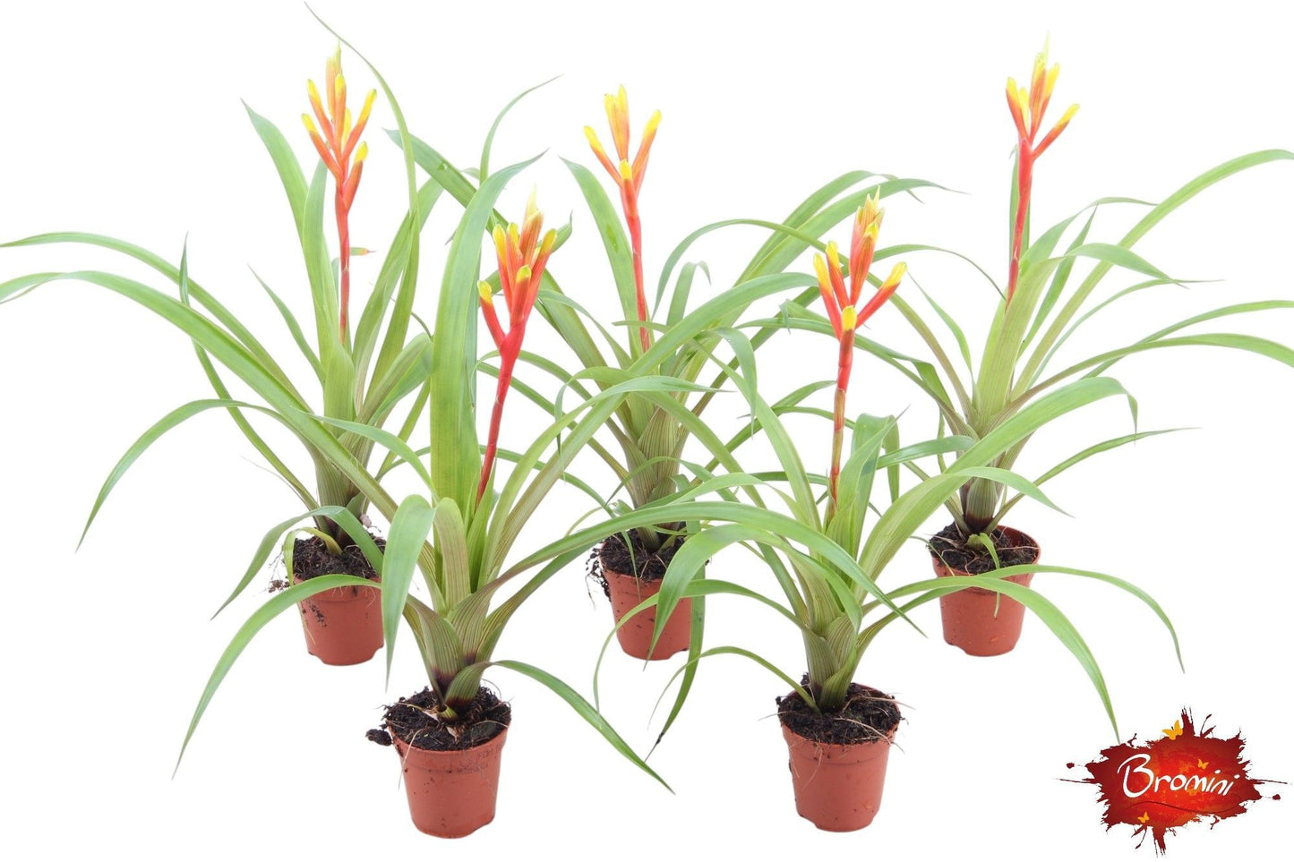 Rip Bromini BV Guzmania Spring Pack of 20