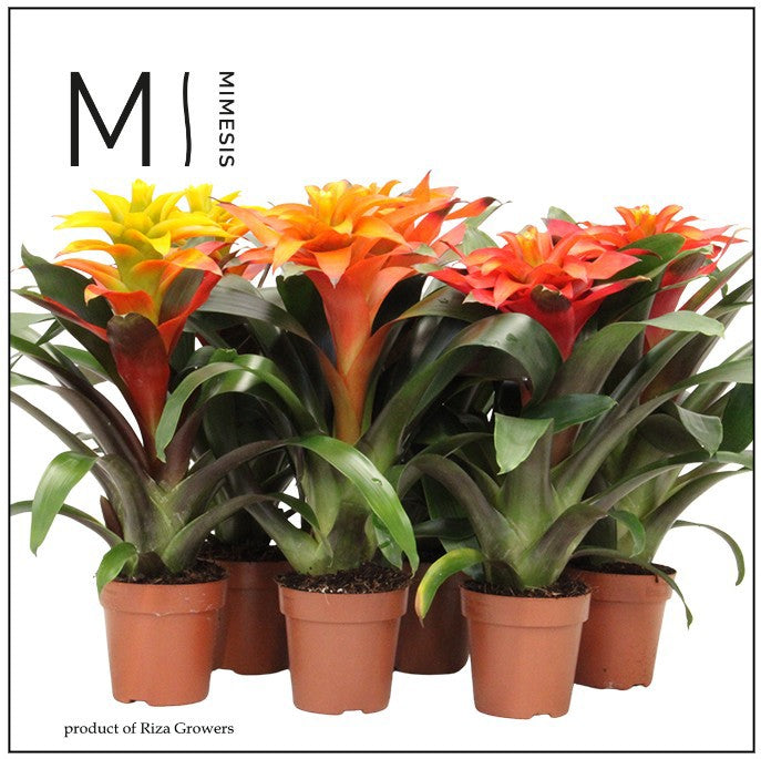 Guzmania mix 45cm 12cm Pot
