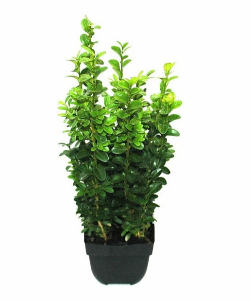 Buxus sempervirens ball 40cm 13cm Pot