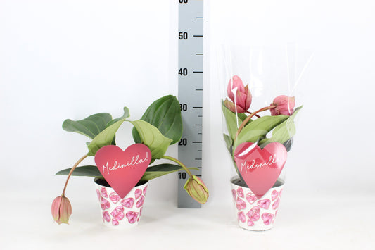 Medinilla mag. Candy 35cm 14cm Pot