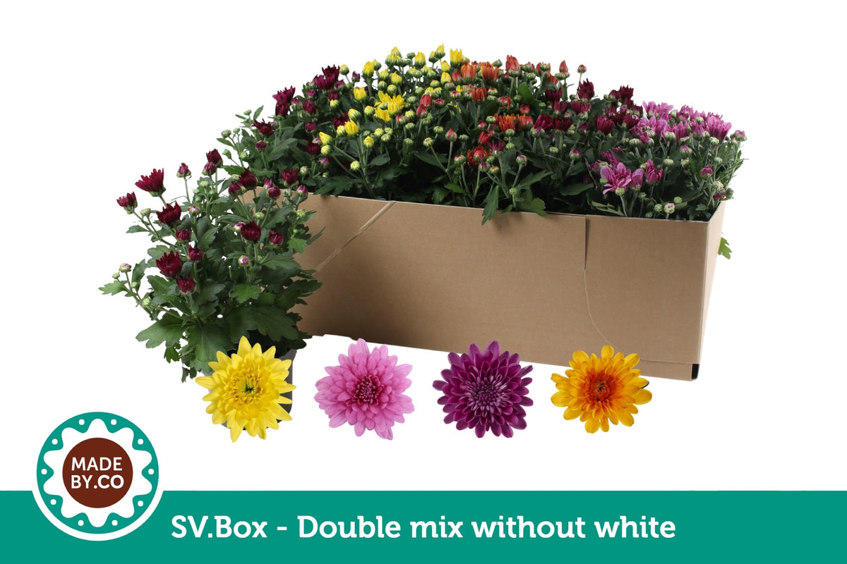 Chrysanthemum double mix 25cm 12cm Pot