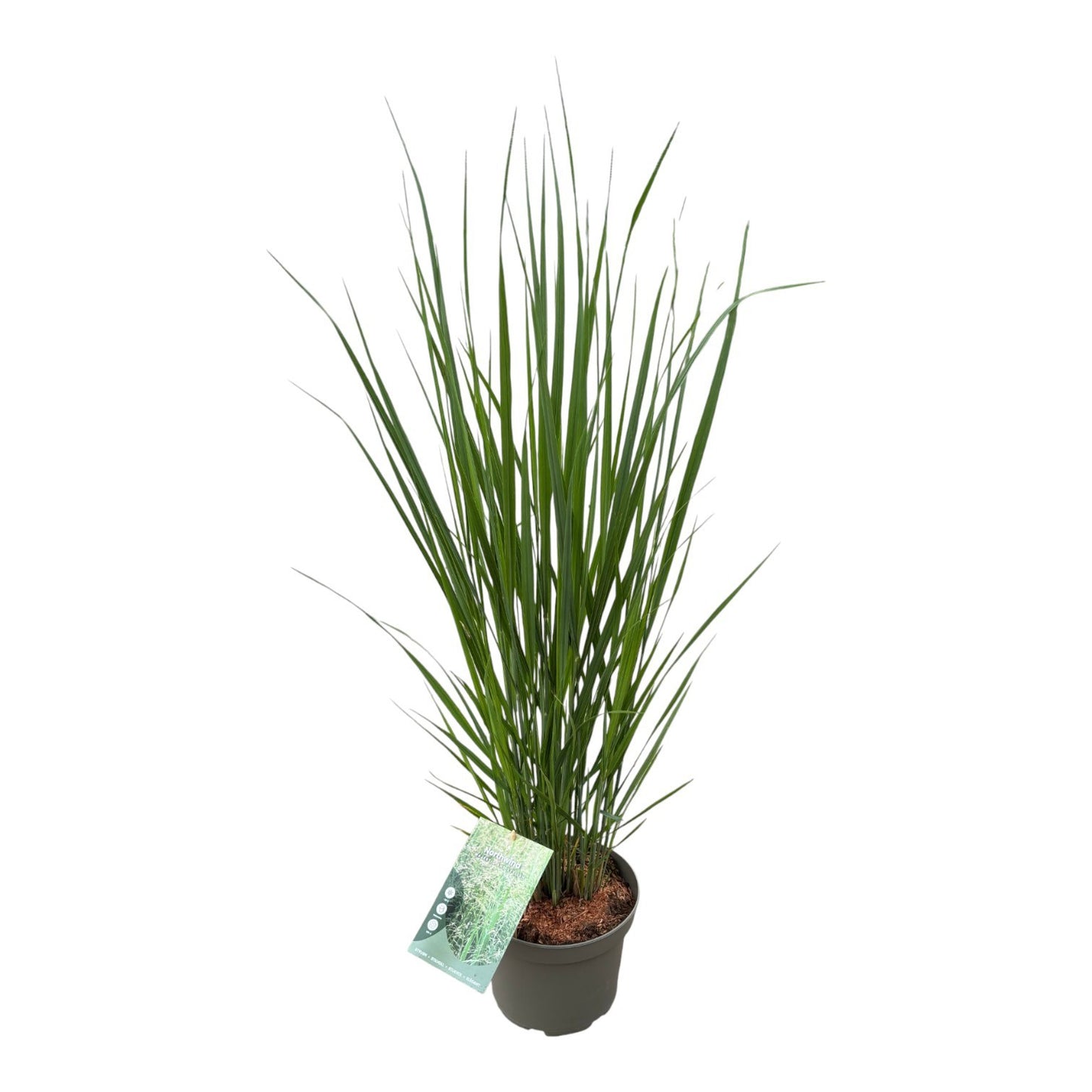 Panicum North Wind 90cm 23cm Pot