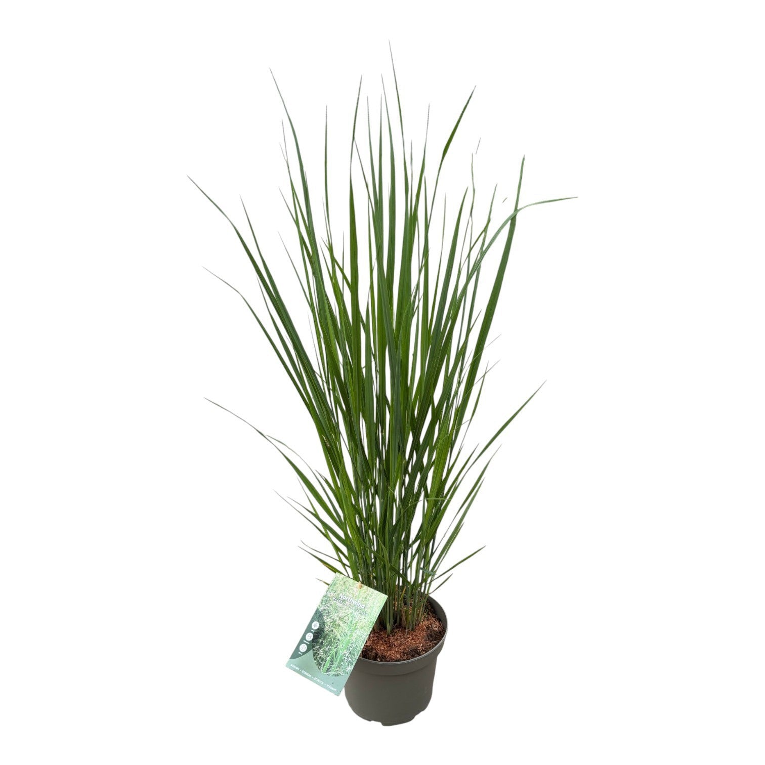 Panicum North Wind 90cm 23cm Pot