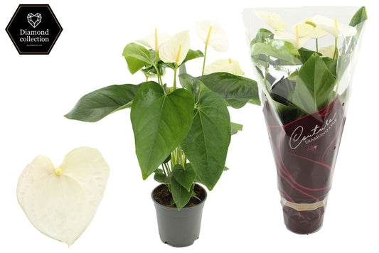 Anthurium Alaska 57cm 17cm Pot