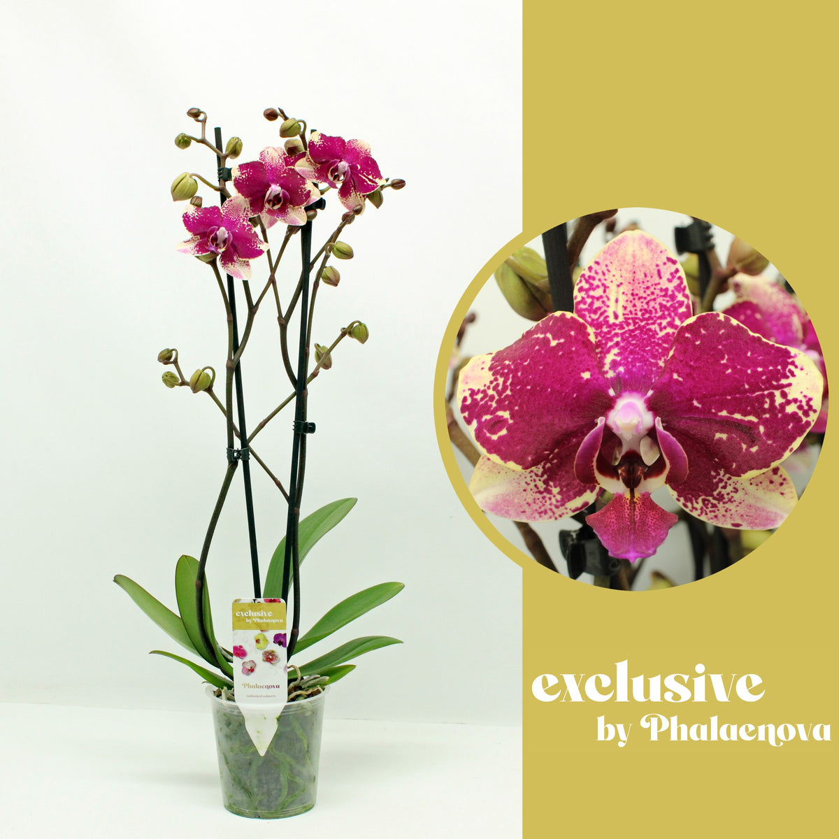 Independent plant shop displaying a varied range of houseplants