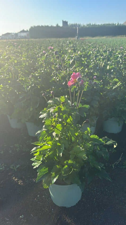 Anemone hup. Serenade 45cm 17cm Pot