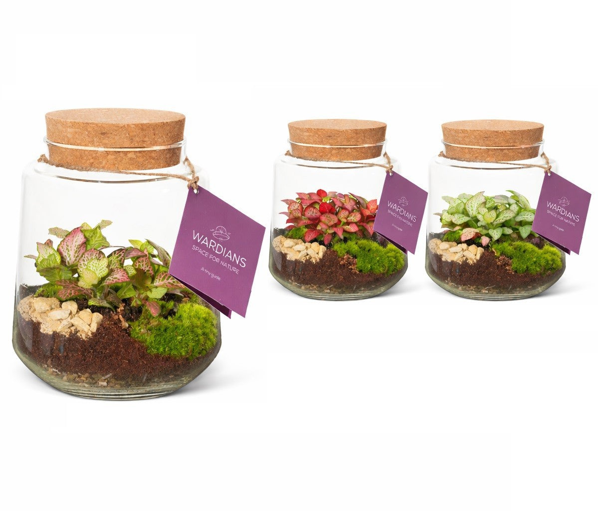 Wardians Wardians Terrarium - Mercurius medium Pack of 3