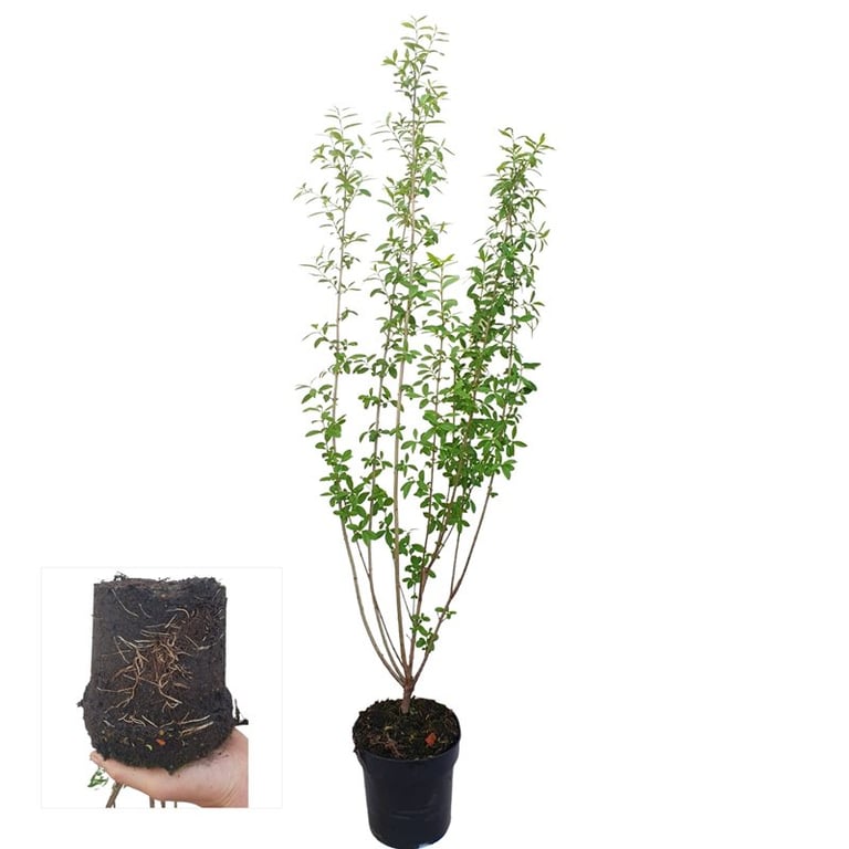 Ligustrum vulgare Atrovirens 90cm 17cm Pot