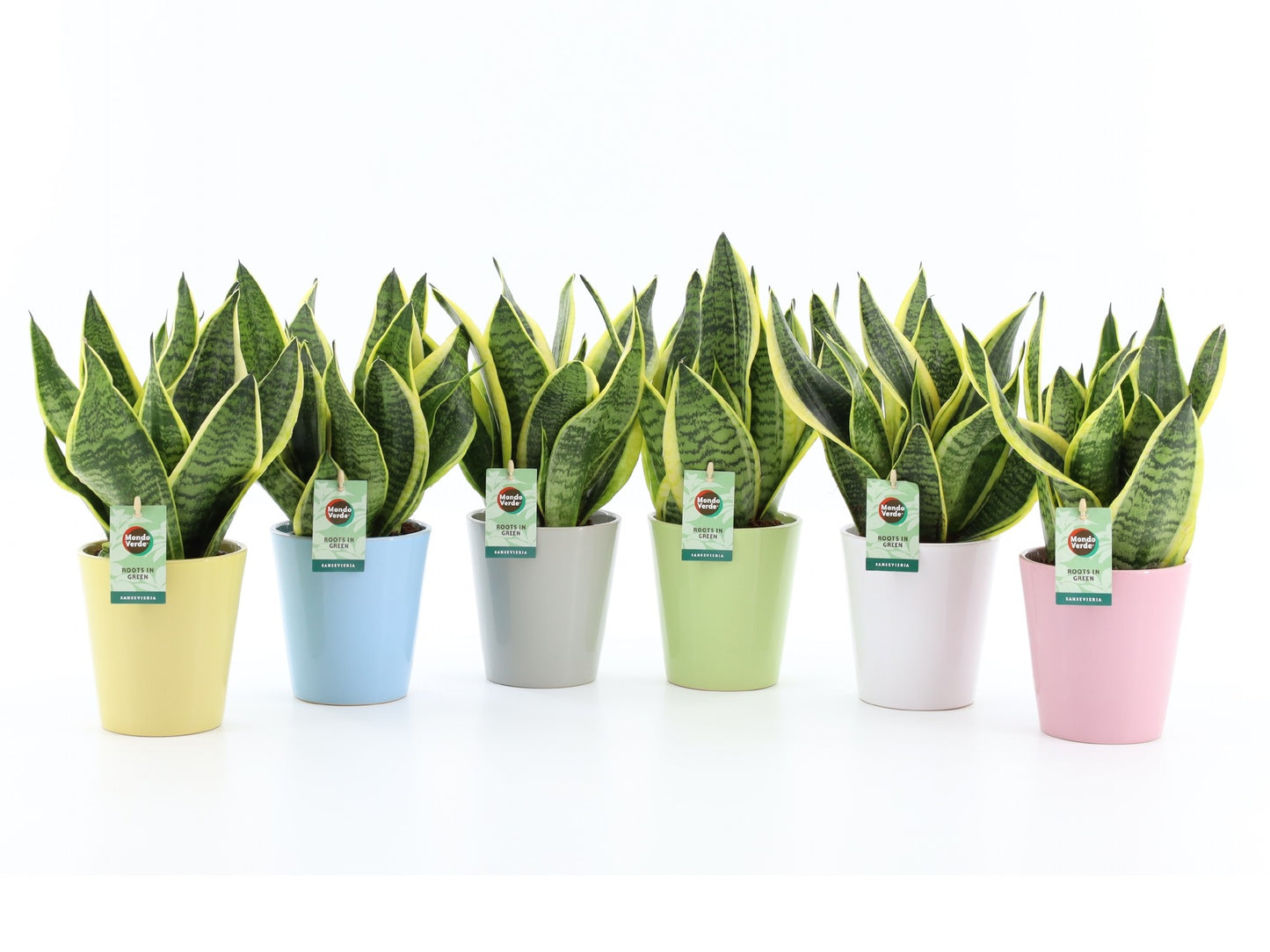 Sansevieria Futura Superba 35cm 13cm Pot