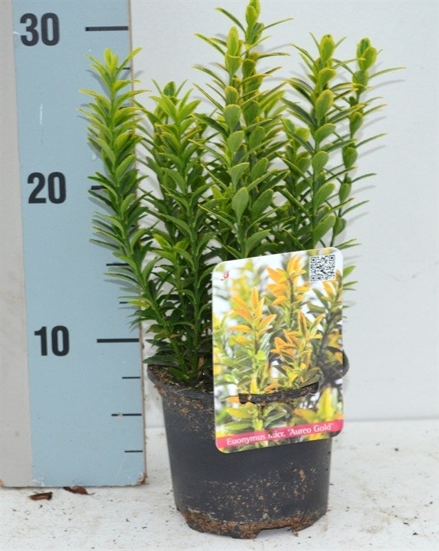 Euonymus japonicus Microphyllus Aureovariegatus 25cm 13cm Pot