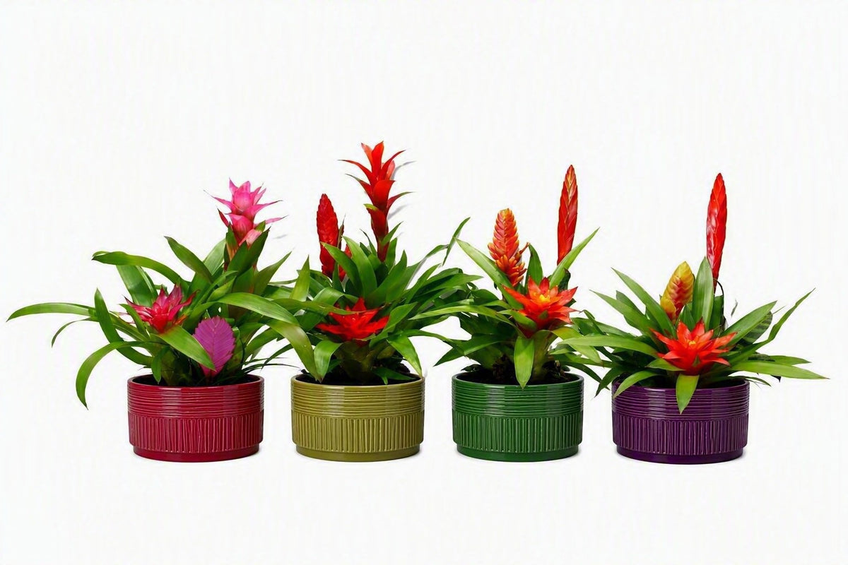 arr. Bromelia 40cm 16cm Pot