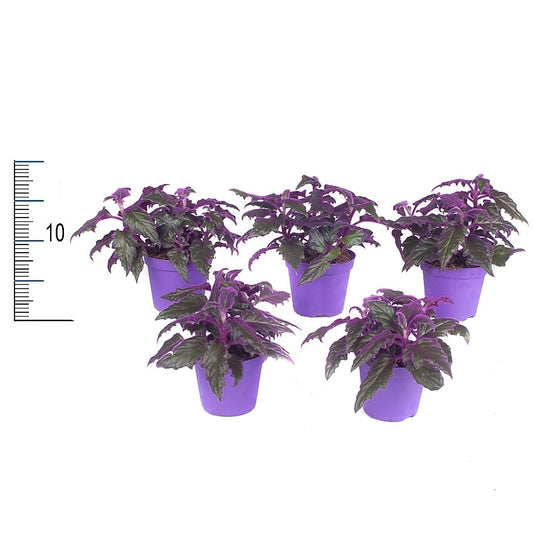 Gynura aurantiaca 7cm 7cm Pot