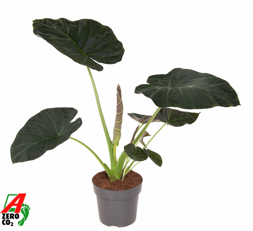 Alocasia Regal Shields 100cm 24cm Pot
