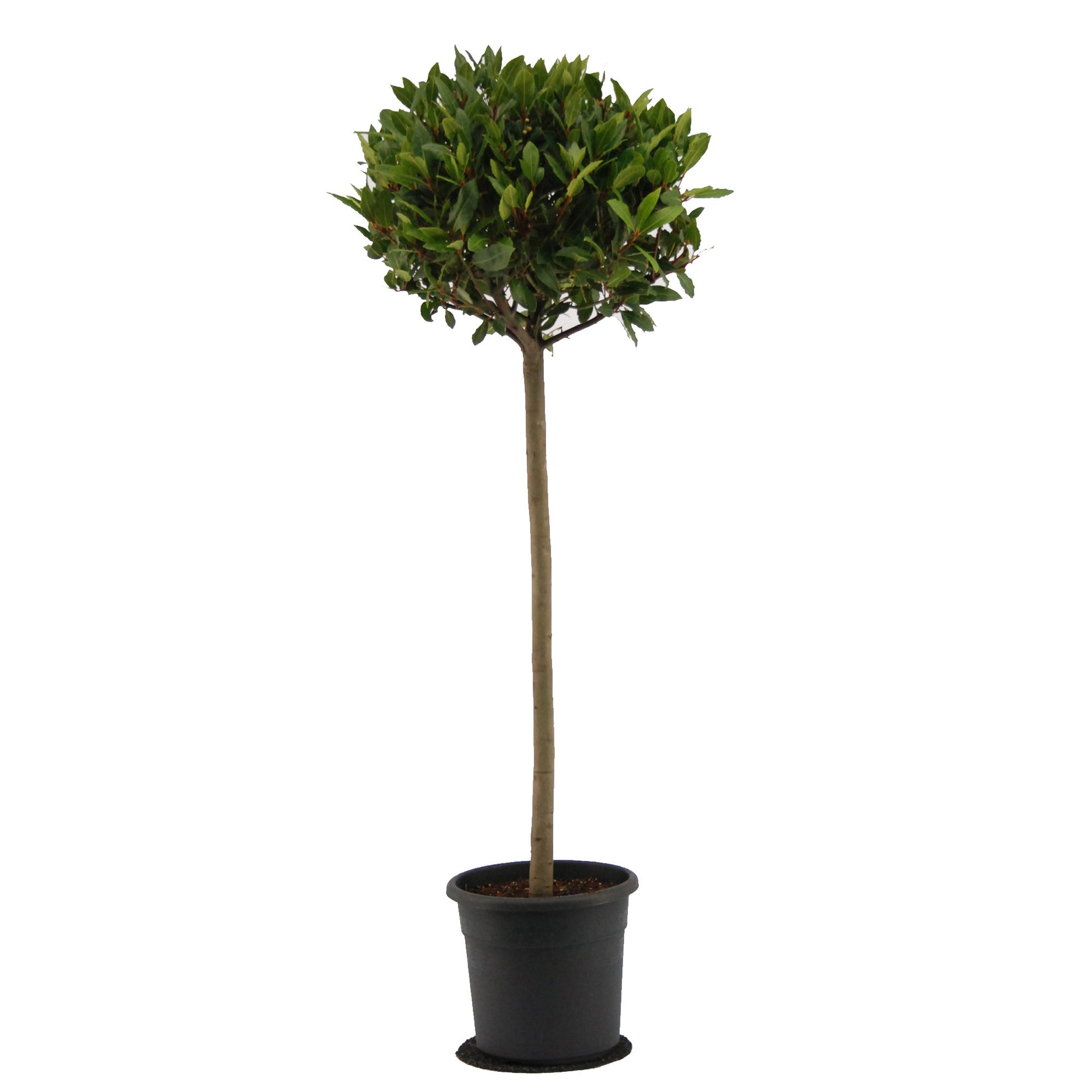 Laurus nobilis 120cm 25cm Pot