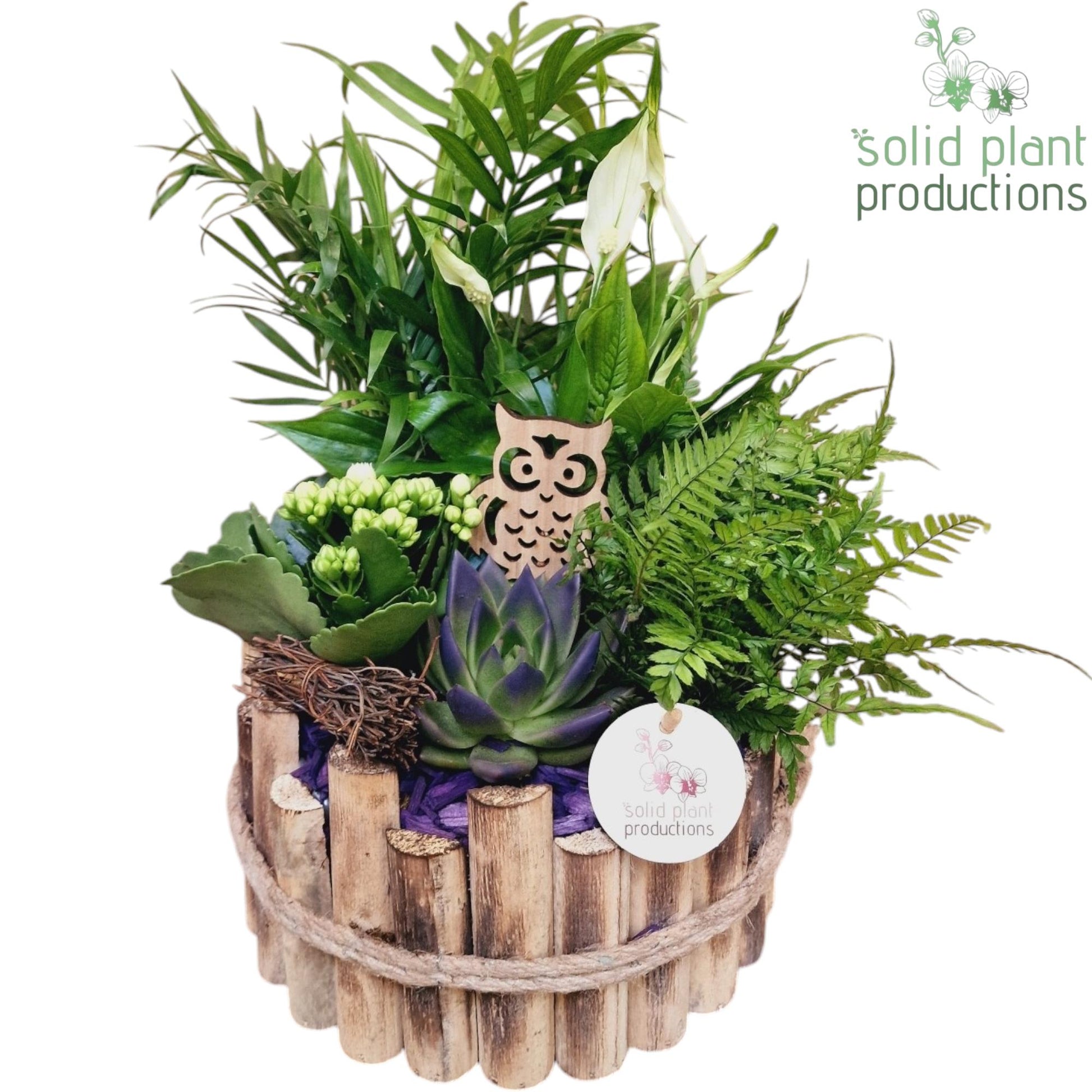 Solid Plant Productions HSCE002 Milano Large Autumn Purple Pack of 2
