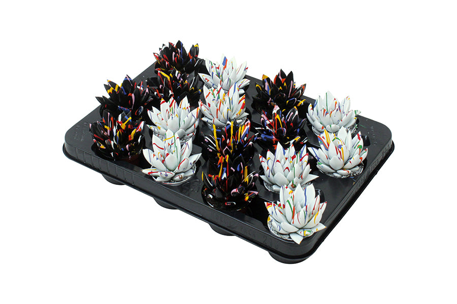 Echeveria colored Splash black&white 8cm 6cm Pot