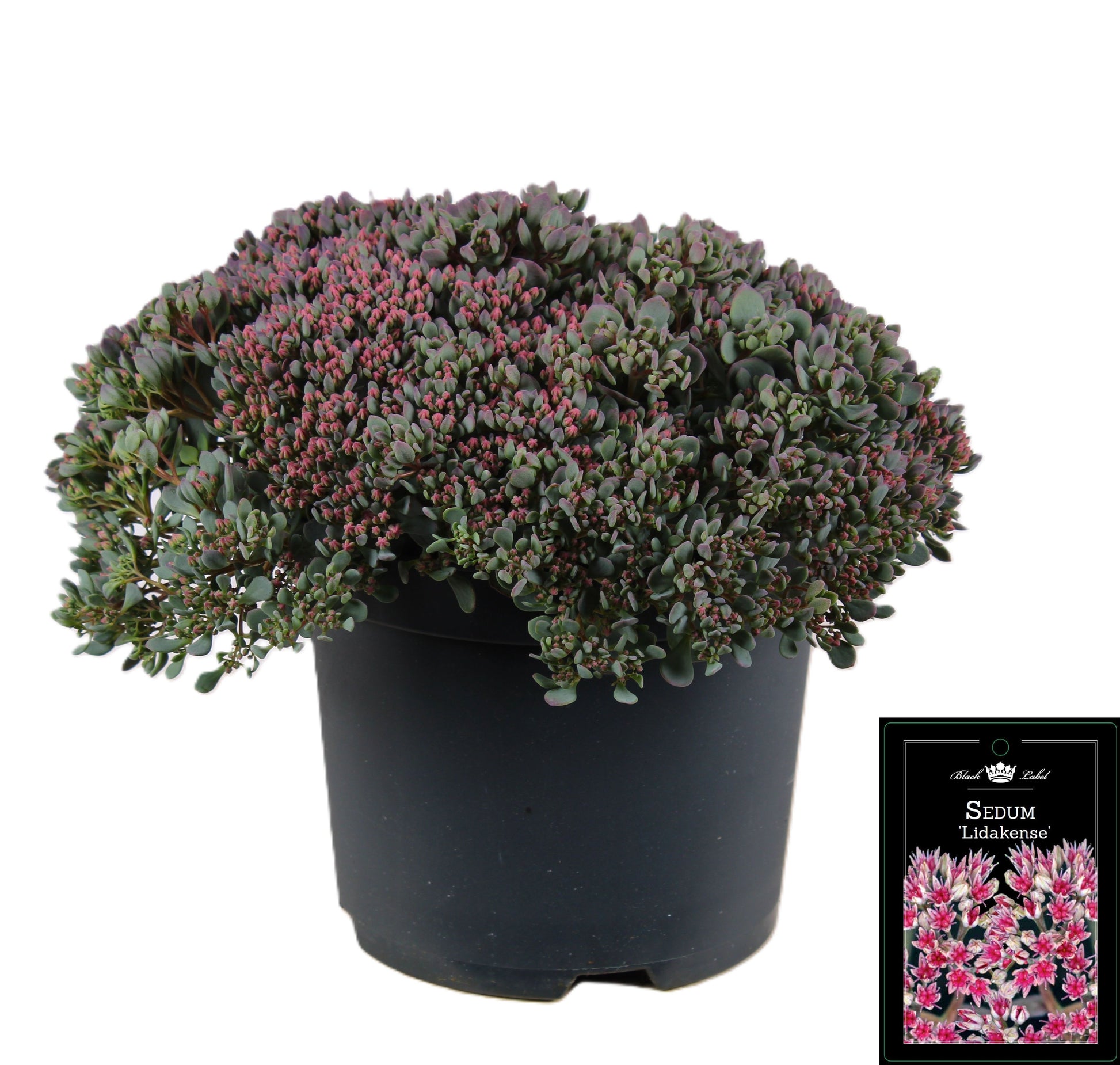 Sedum Lidakense 35cm 19cm Pot