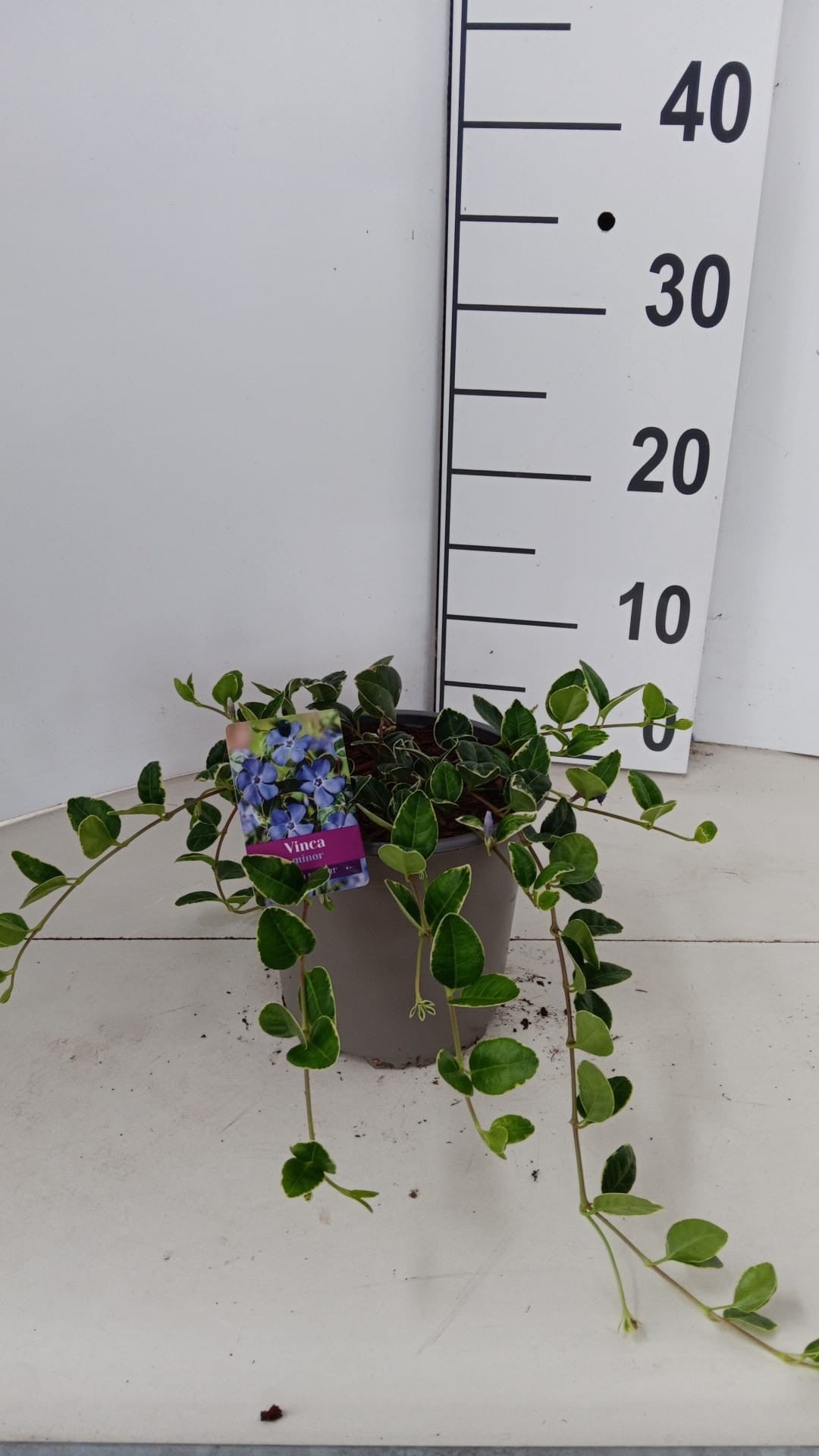 Vinca min. Ralph Sugert 15cm 15cm Pot