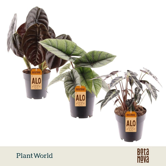 Alocasia mix 40cm 14cm Pot