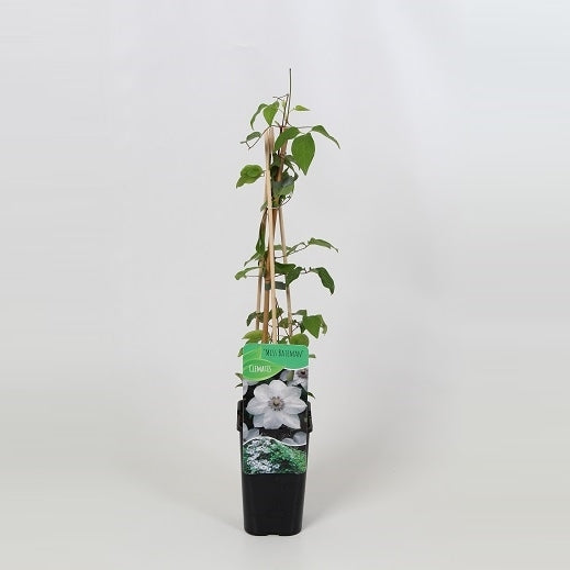 Clematis Miss Bateman 60cm 14cm Pot