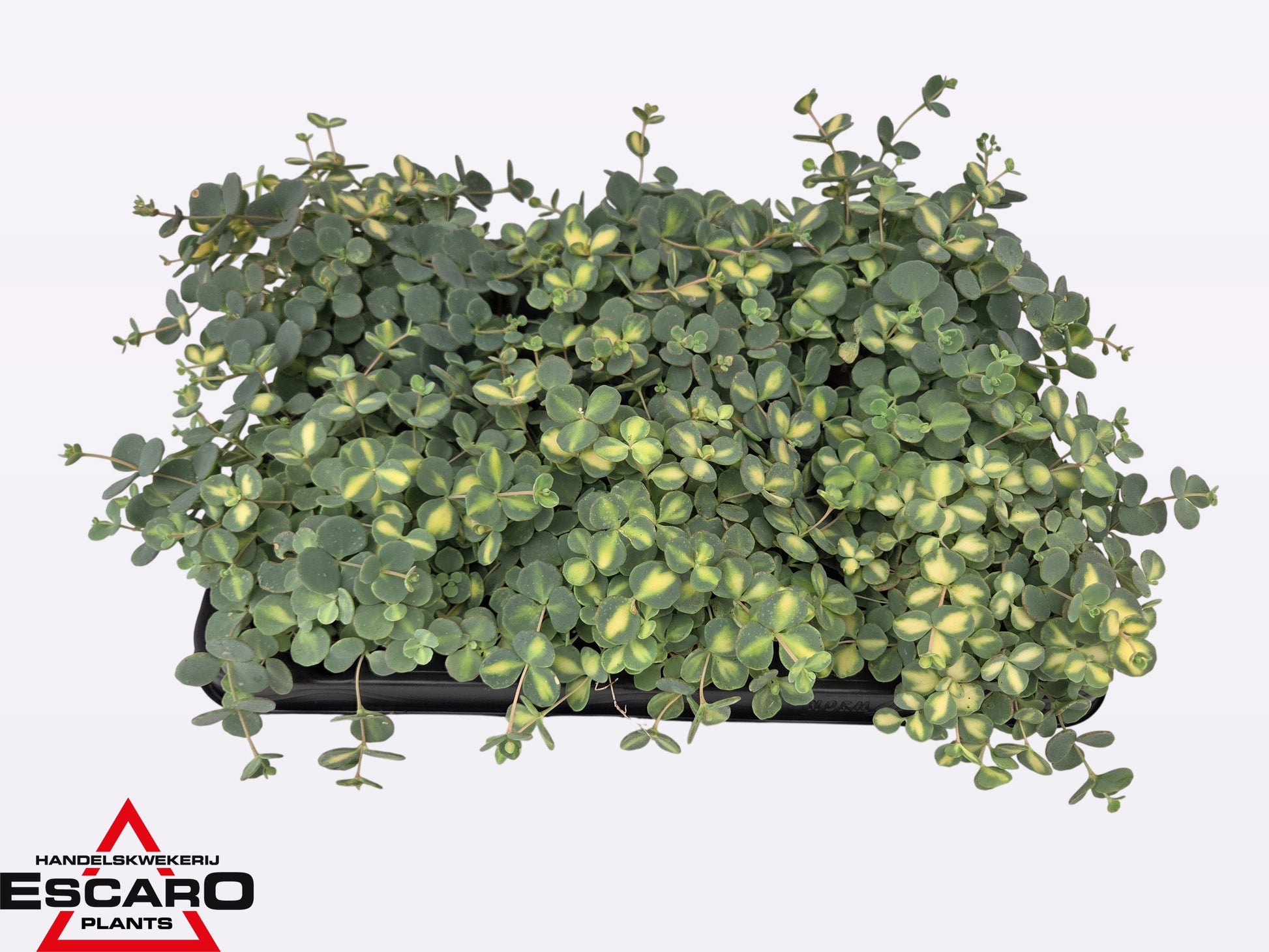 Escaro VOF, Hkw. Sedum sieboldii Mediovariegatum Pack of 6