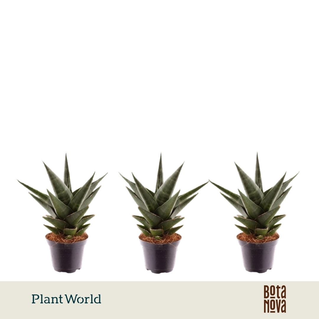 Sansevieria cyl. Skyline 15cm 7cm Pot
