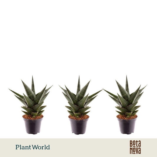 Sansevieria cyl. Skyline 15cm 7cm Pot