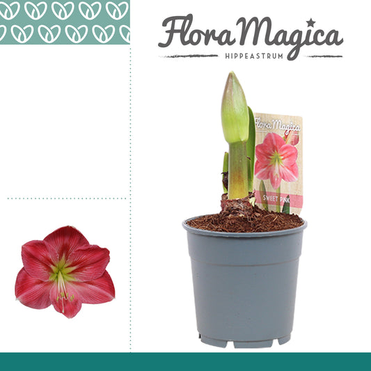 Hippeastrum 20cm 12cm Pot