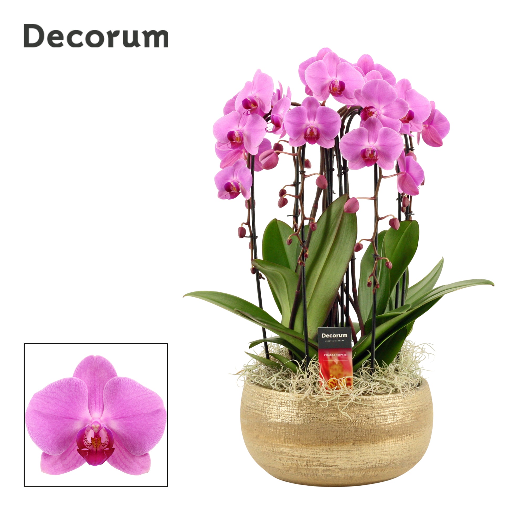 Phalaenopsis pink 55cm 27cm Pot