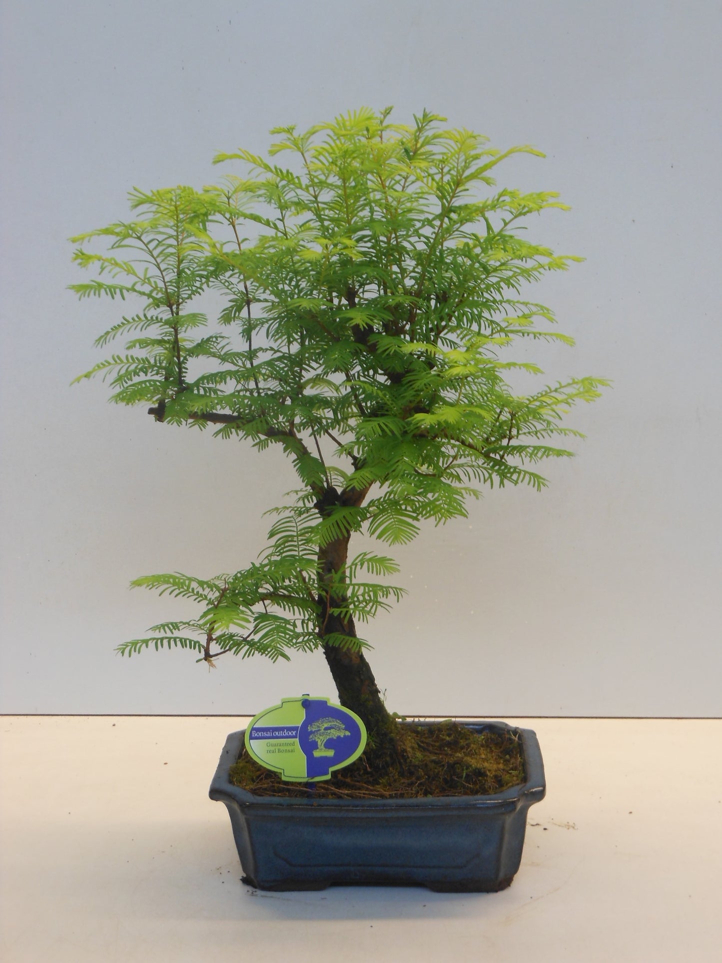 Metasequoia glyptostroboides 55cm 22cm Pot