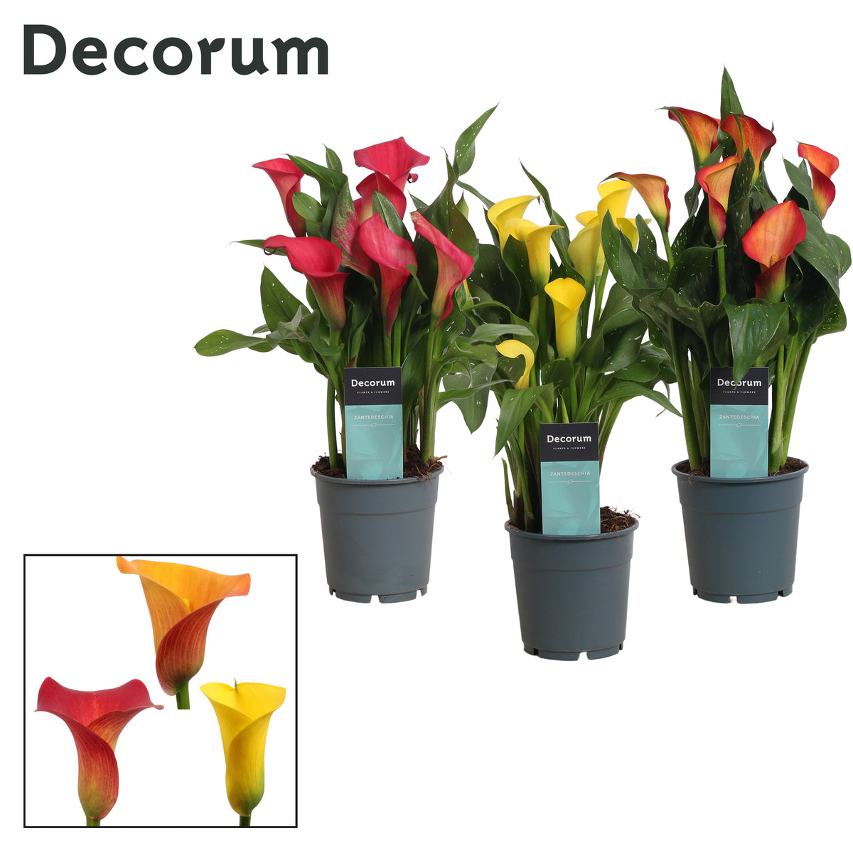 Zantedeschia mix 35cm 12cm Pot