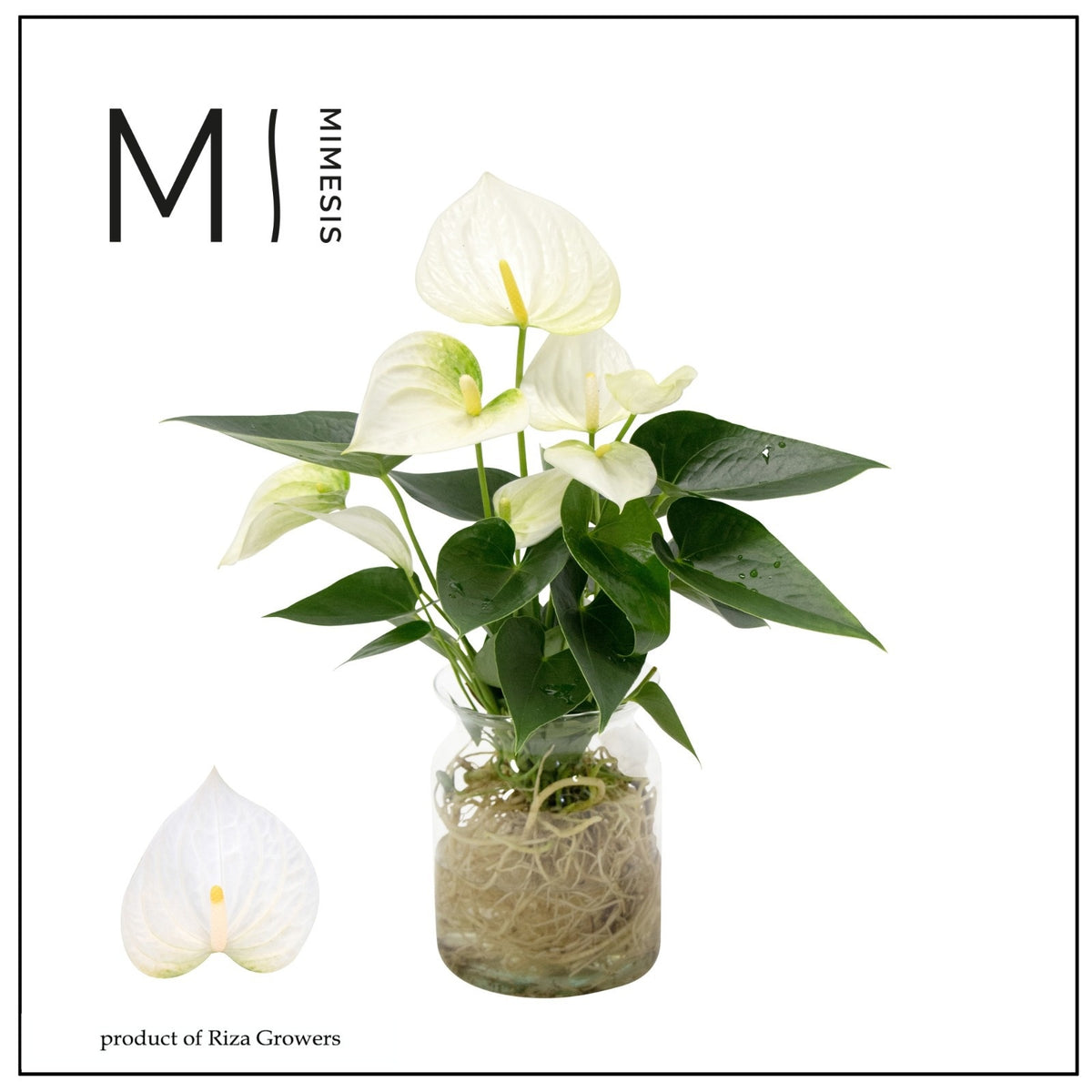 Anthurium Karma White 43cm 14cm Pot