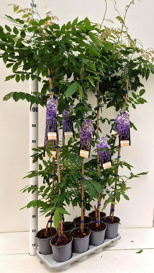 Wisteria Prolific 100cm 14cm Pot
