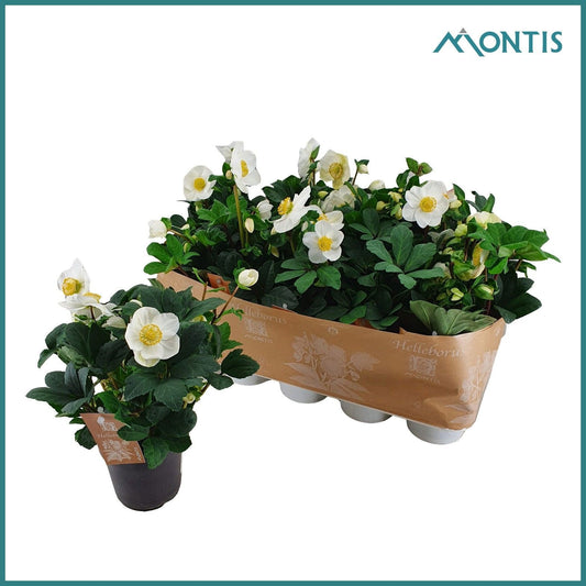 Helleborus niger Christmas Carol 32cm 12cm Pot