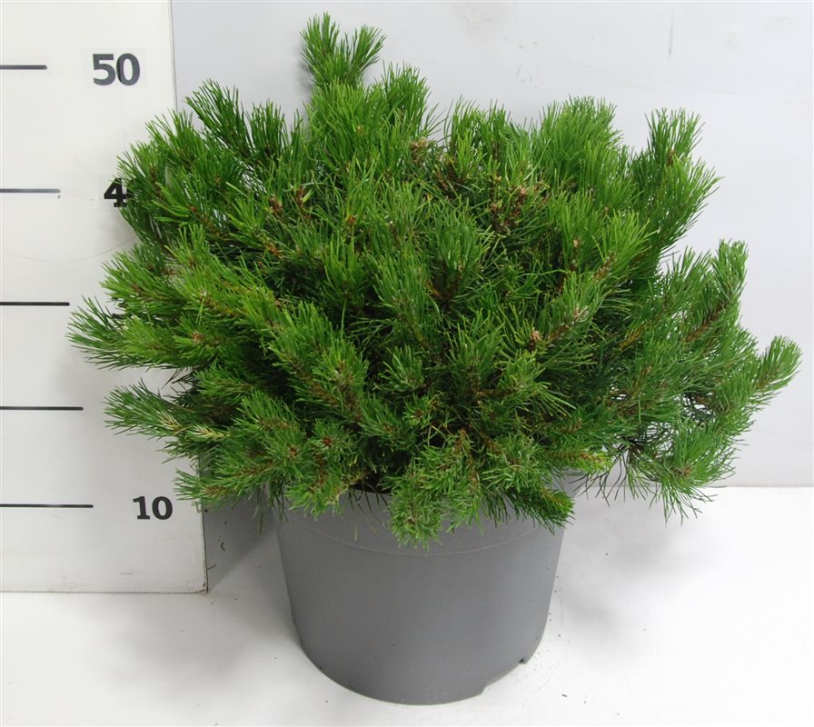 Pinus mugo Mugo 50cm 32cm Pot