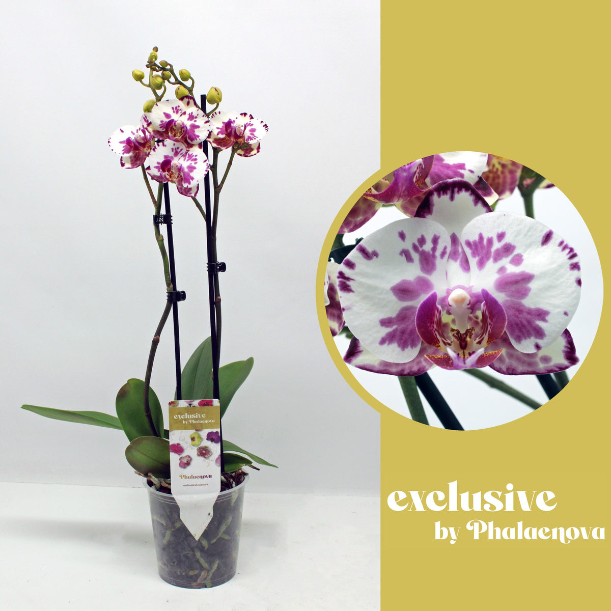 Phalaenopsis white 50cm 12cm Pot