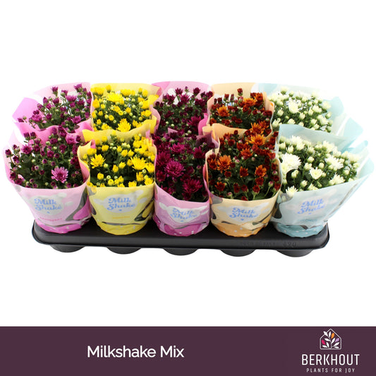 Chrysanthemum Milkshake mix 23cm 12cm Pot