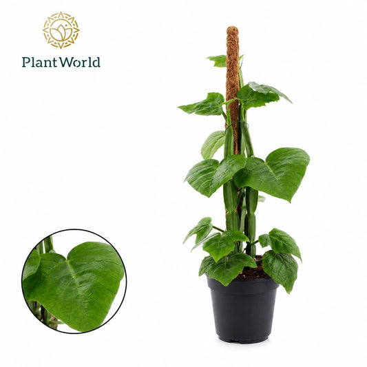 Plantworld Jogrow Cissus overig Pack of 6