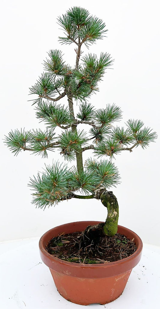 Bonsai Metasequoia Forest 65cm 22cm Pot