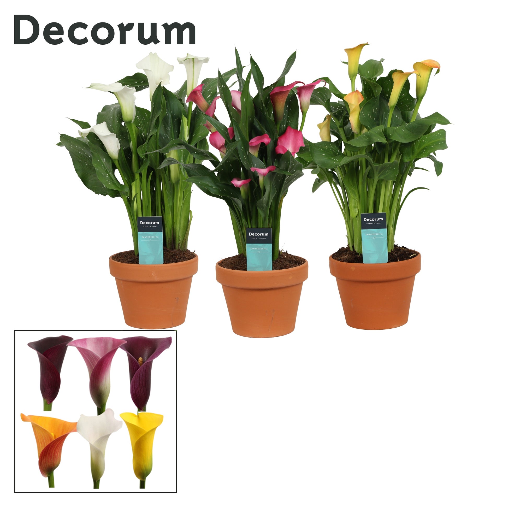 Zantedeschia mix (+ drp.terracotta) 40cm 14cm Pot