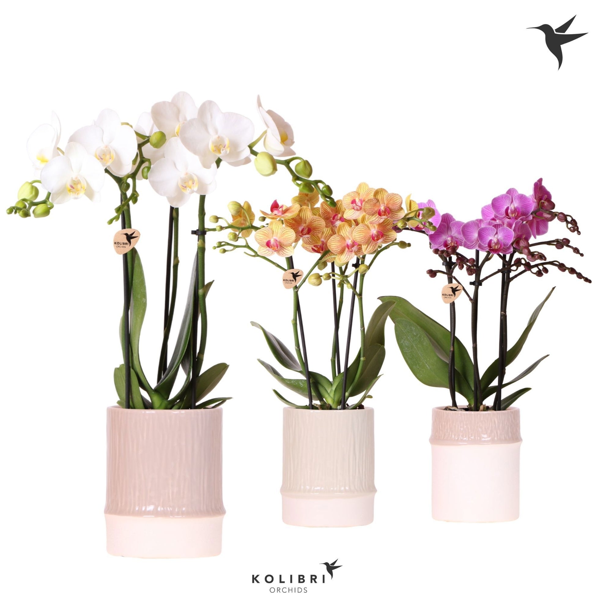 Kolibri Orchids Phalaenopsis mix 3 spike in Bamboo pot mix 40cm 9cm Pot