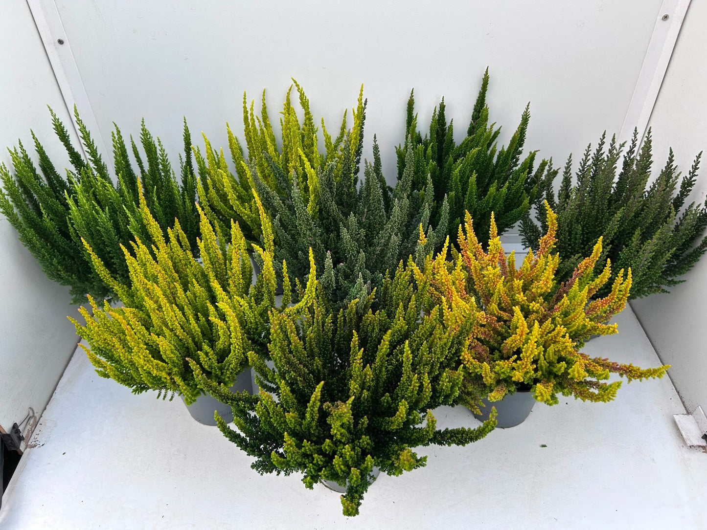 Calluna Skyline mix 30cm 510cm Pot