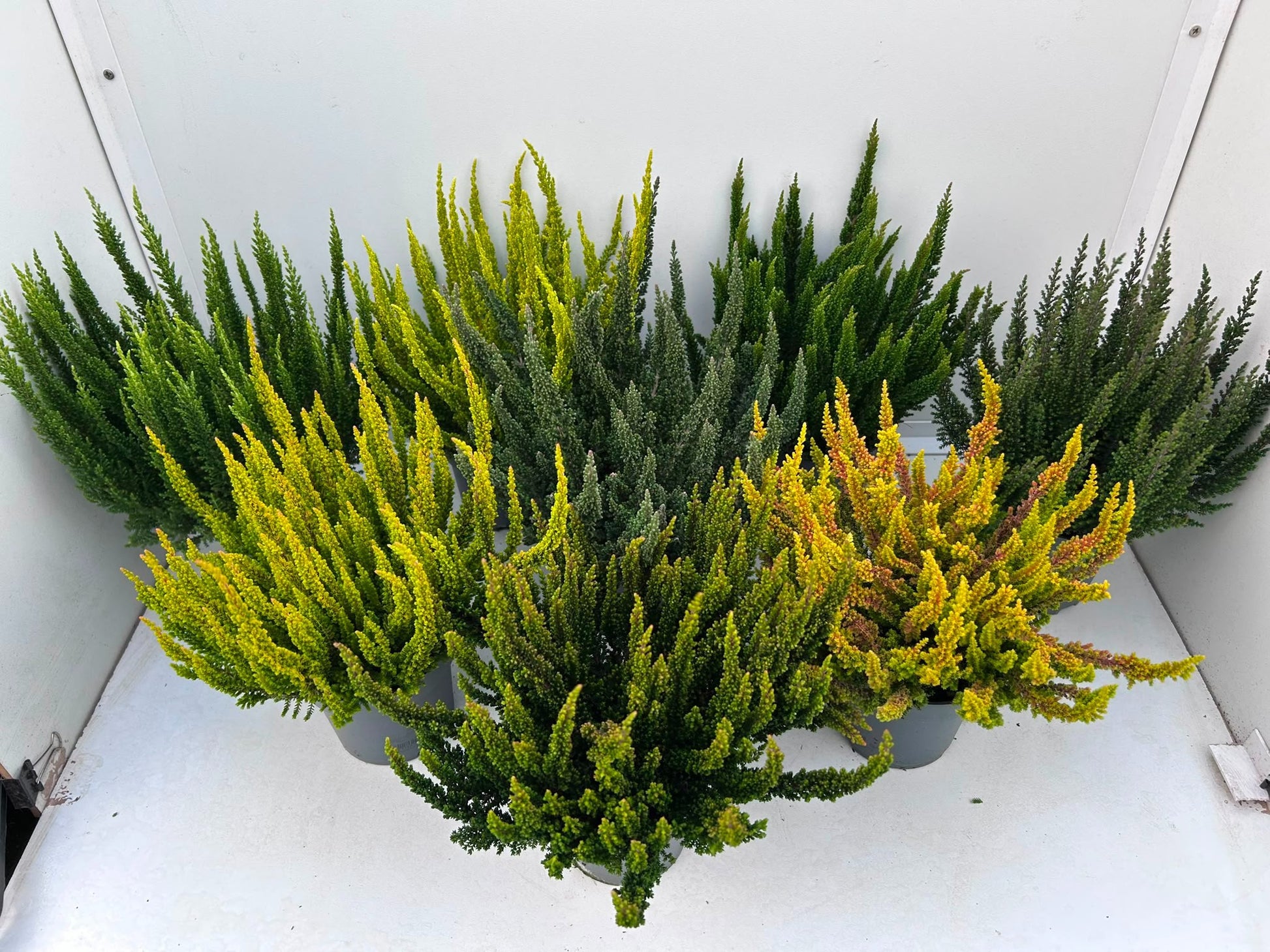 Calluna Skyline mix 30cm 510cm Pot