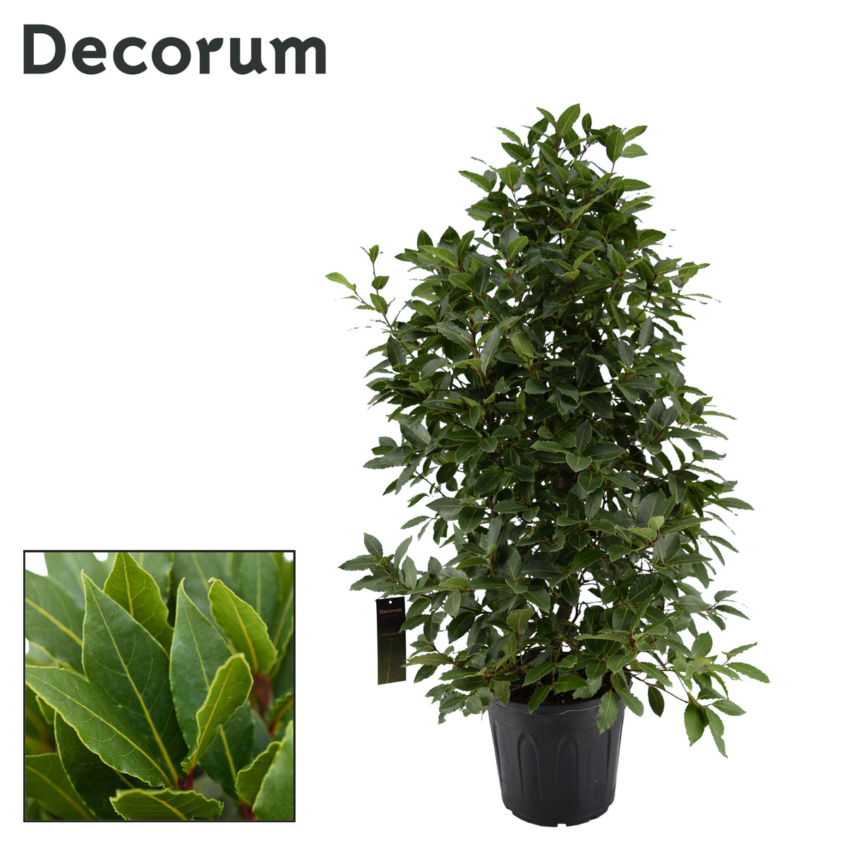 Laurus nobilis 140cm 30cm Pot