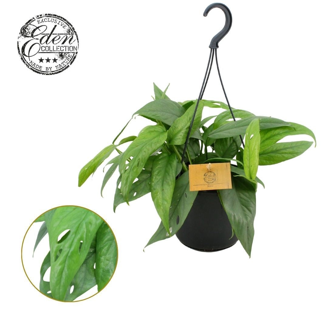 Epipremnum pinnatum Cebu Blue 20cm 15cm Pot