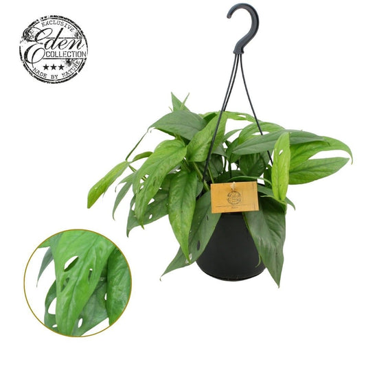 Epipremnum pinnatum Cebu Blue 20cm 15cm Pot