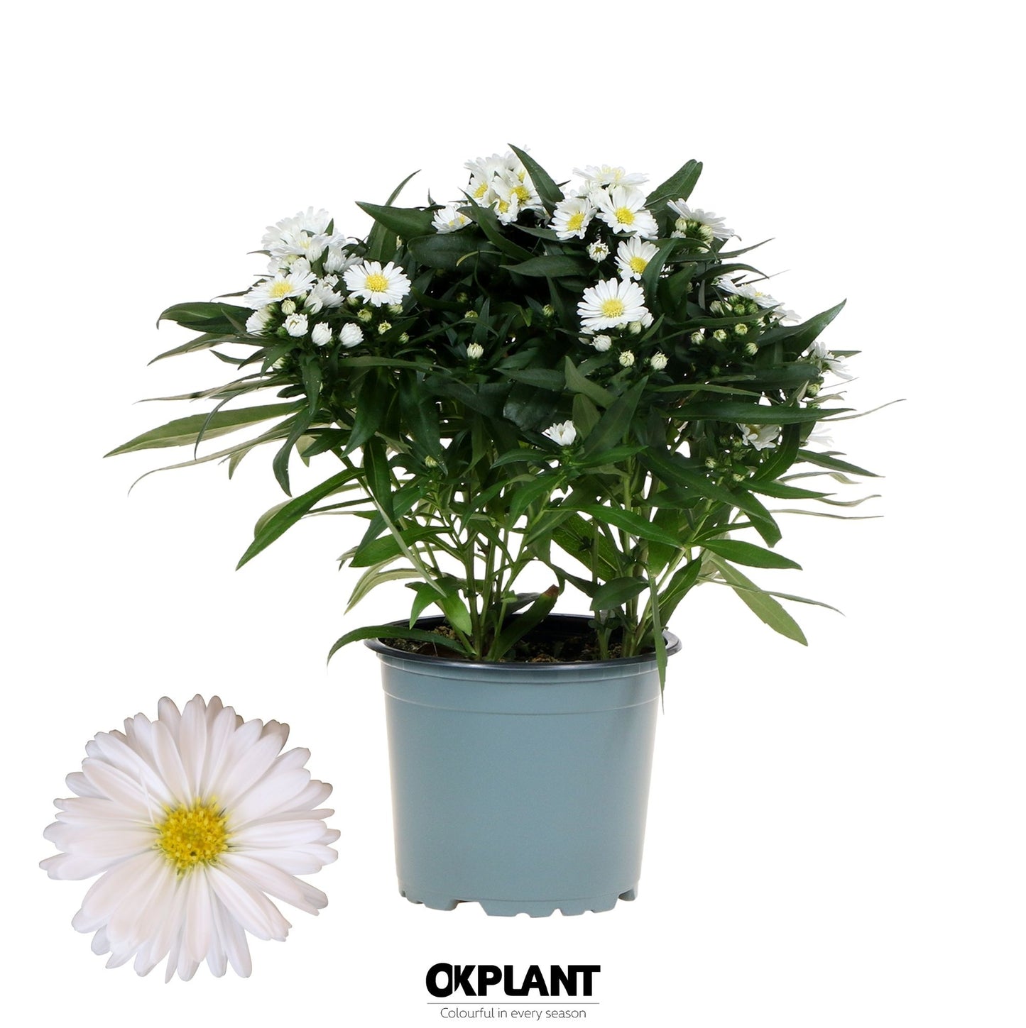 OK Plant Aster nb. Starletta White Pack of 10