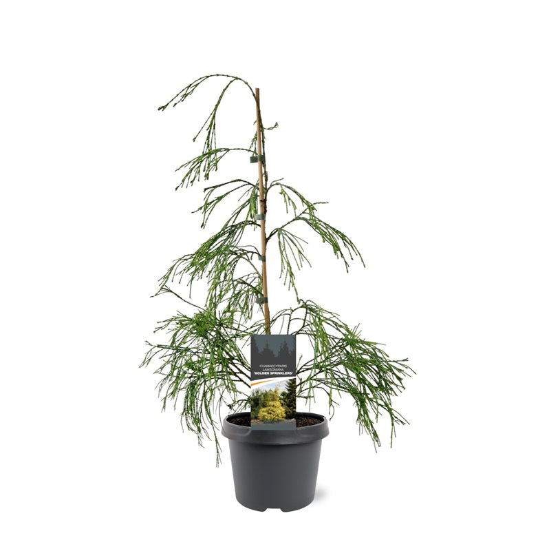 Chamaecyparis yellow 45cm 19cm Pot